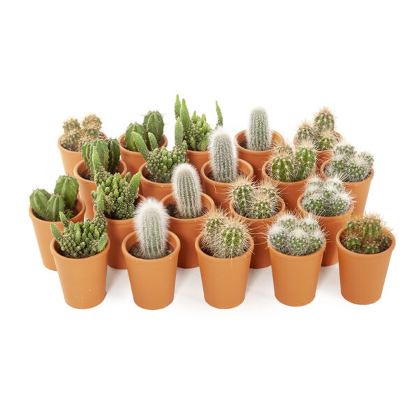 mini cactus set