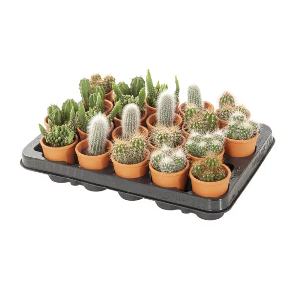 mini cactus terracotta set