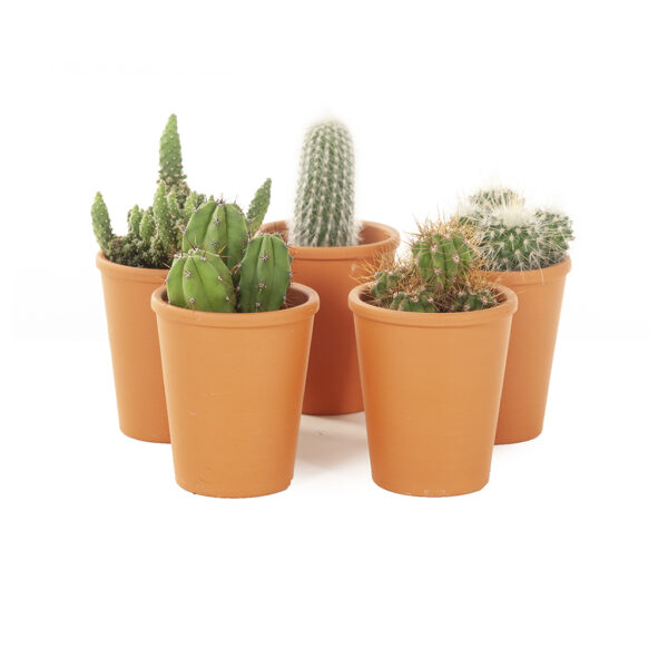mini cactus terracotta