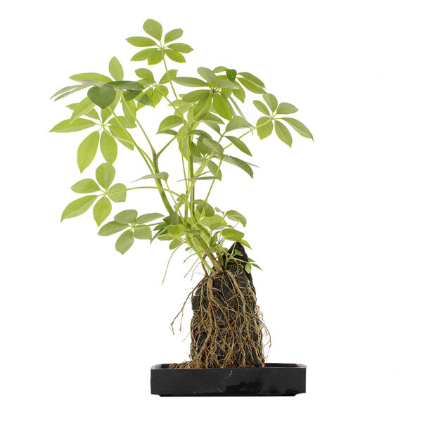 Schefflera plant
