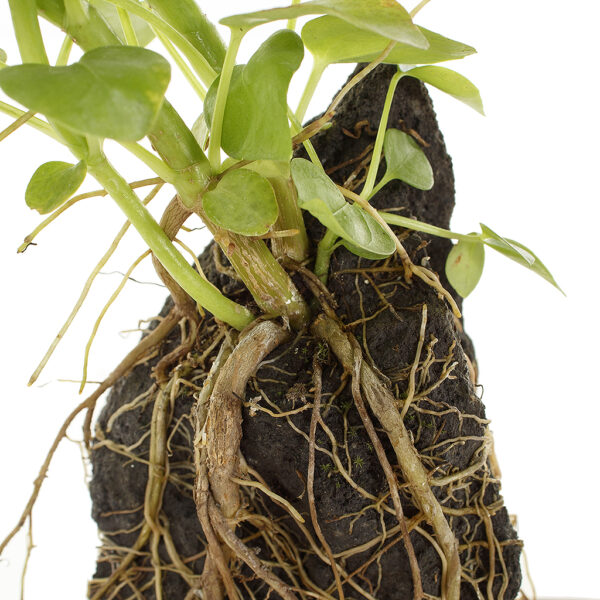 Schefflera roots
