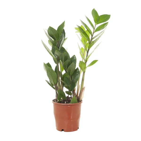 zz plant - Zamioculcas zamiifolia