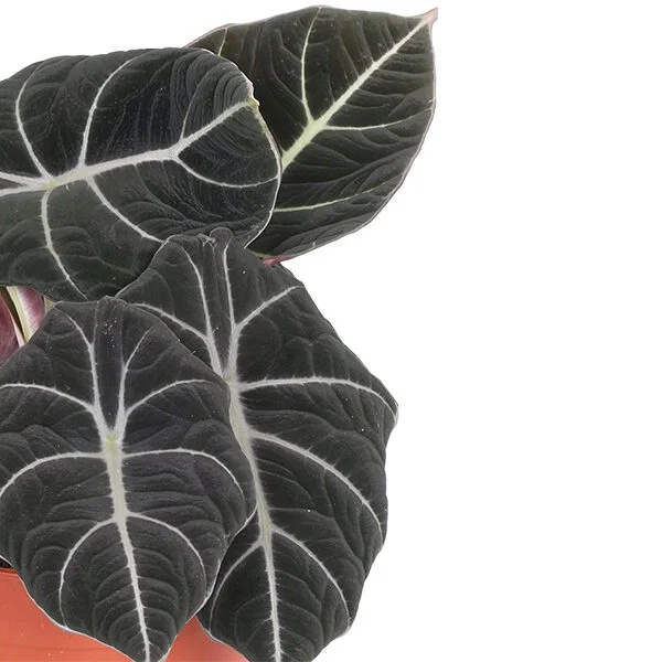 Alocasia Black Velvet leaf