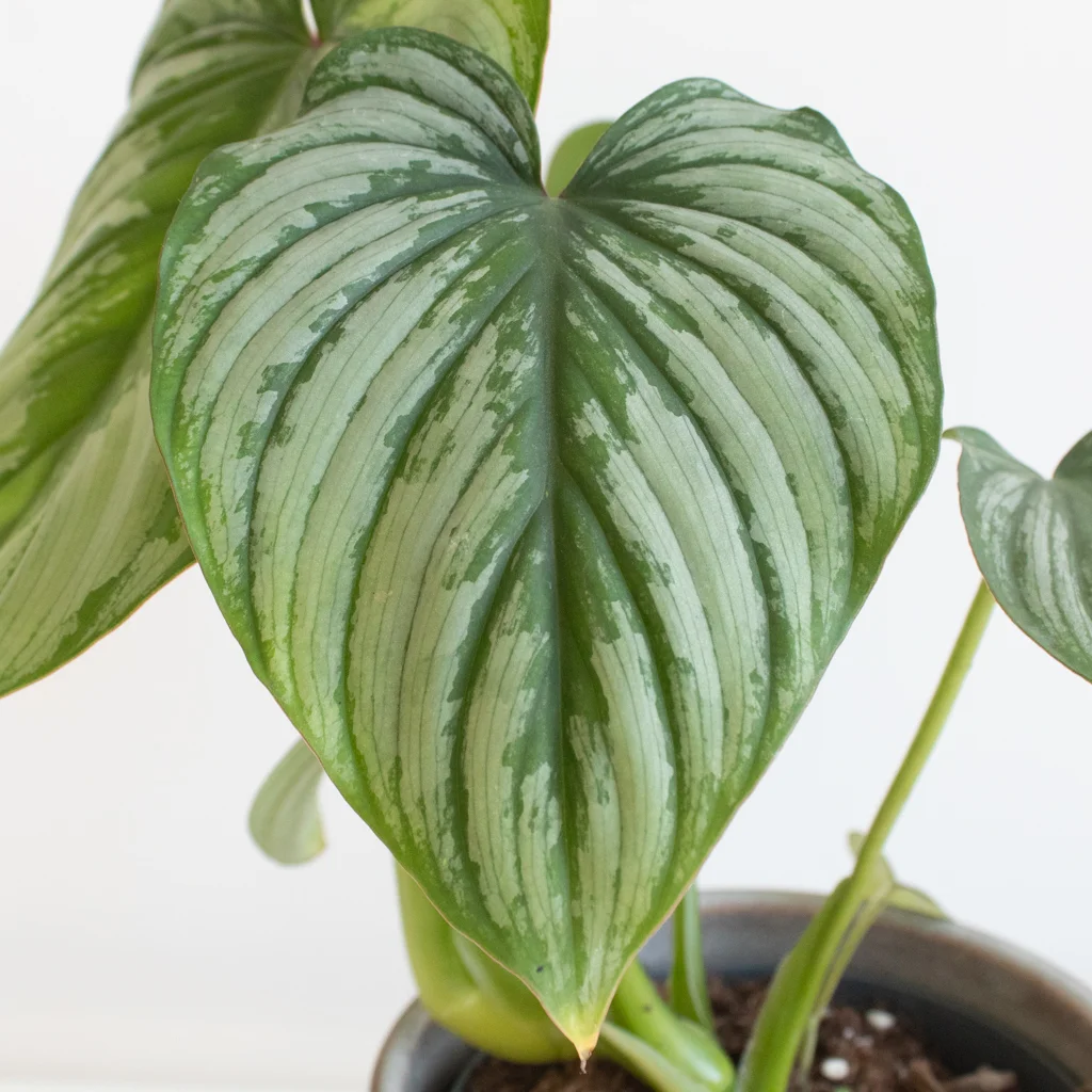 Philodendron Mamei leaf