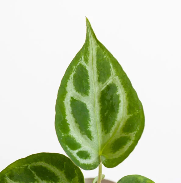 Anthurium Silver Blush leaf