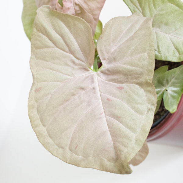 Syngonium Pink Spot leaf