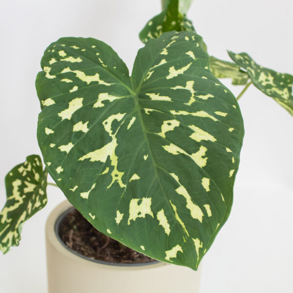 Colocasia Hilo Beauty leaf